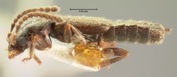 Media type: image;   Entomology 6562 Aspect: habitus lateral view